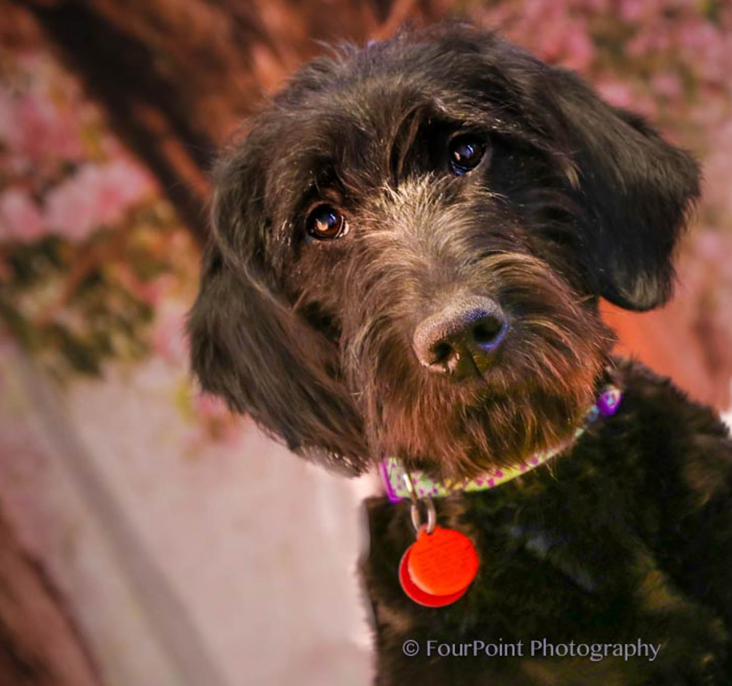 Dog-Portrait, Puppy, FourPoint-Photography